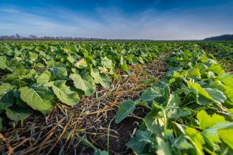 Don't Let Winter Kill Your Plants. Follow Your USDA Hardiness Zone - CNET