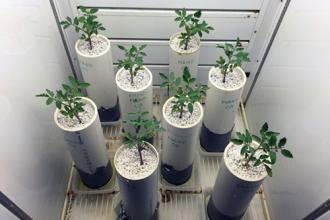 Plant samples growing in an incubator