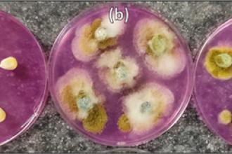 Corn kernels in petri dishes infected with aflatoxin spores